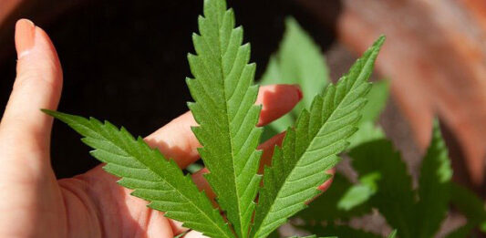 Jak podejść do uprawy marihuany