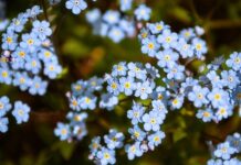 Jak długo trwa zapomina się o miłości?