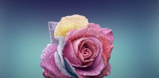 Czym się różni dyscyplina od motywacji?