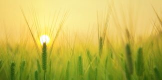 Jak się liczy gospodarstwo domowe?