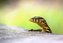 Jak monitorować swoje wydatki?