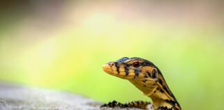 Jak monitorować swoje wydatki?