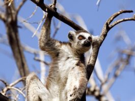 Co to są zachowania żywieniowe?