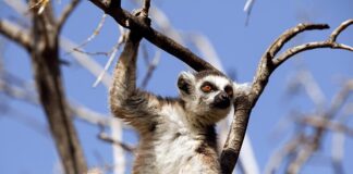 Co to są zachowania żywieniowe?