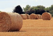 Jaka jest rola mediów? Jaka jest rola mediów?