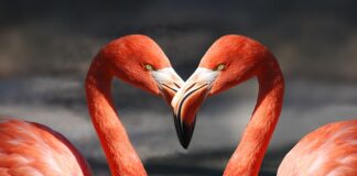 Kiedy facet zostawia żonę dla kochanki?