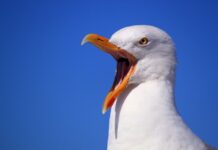 Co zrobić gdy klient na ciebie krzyczy?