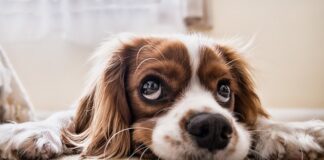 Jak oduczyć psa złych zachowań? Jak oduczyć psa złych zachowań?