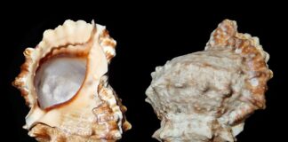 Jak stać się systematycznym?