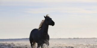 Jakie są standardy obsługi klienta?