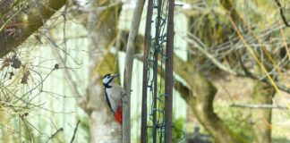 Jakie są dziedziny bezpieczeństwa państwa?