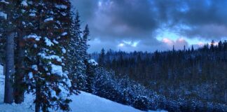 Czy po licencjacie można pracować w liceum?