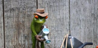 Ile kosztuje abonament na OnlyFans?