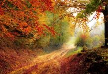 Ile trwa rok akademicki w Holandii?