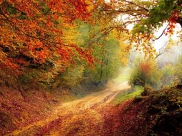 Ile trwa rok akademicki w Holandii?