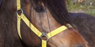 Czy firma może kupić walutę w kantorze?