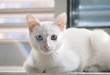 Na czym polega współpraca dyrektora z rada rodziców?