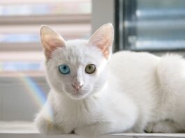 Na czym polega współpraca dyrektora z rada rodziców?