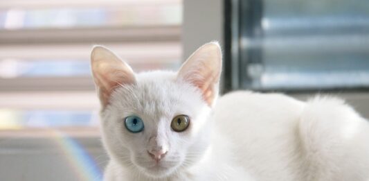 Na czym polega współpraca dyrektora z rada rodziców?