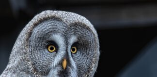 W jaki sposób urząd skarbowy sprawdza darowizny?