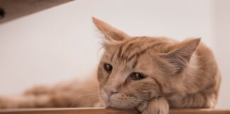 Jakie metody wychowawcze w przedszkolu? Jakie metody wychowawcze w przedszkolu?