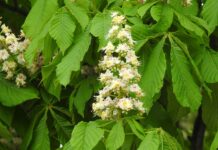 Ile osób nie zdaje matury ustnej?