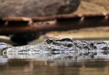 Co oznacza zasada quantum satis?