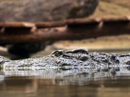 Co oznacza zasada quantum satis?