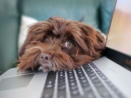 Jakie są zalety i wady telepracy?