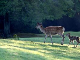 Jaka jest nadrzędna zasadą w prawie żywnościowym?