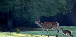 Jaka jest nadrzędna zasadą w prawie żywnościowym?